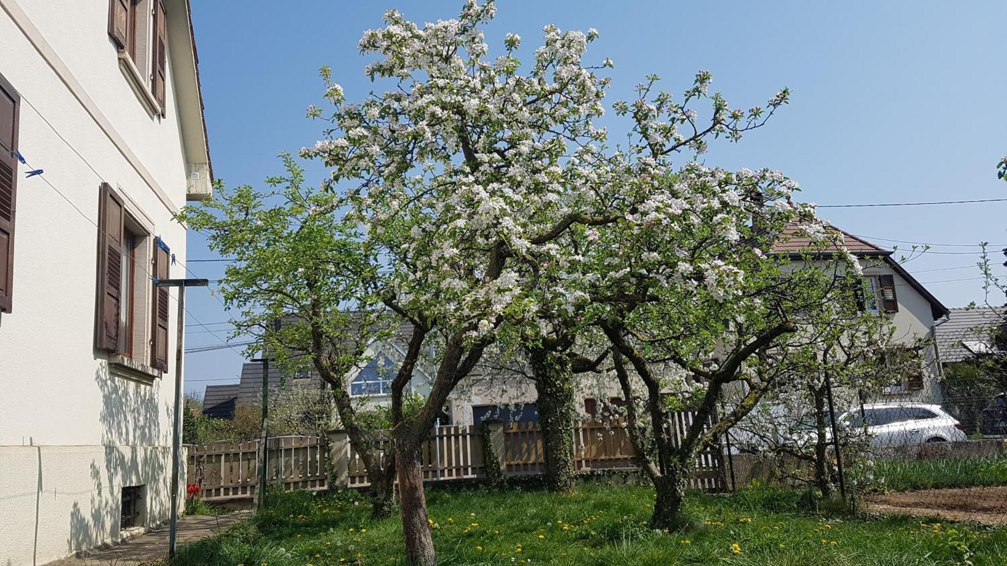 Maison Les 3 Roses Wolfisheim Εξωτερικό φωτογραφία